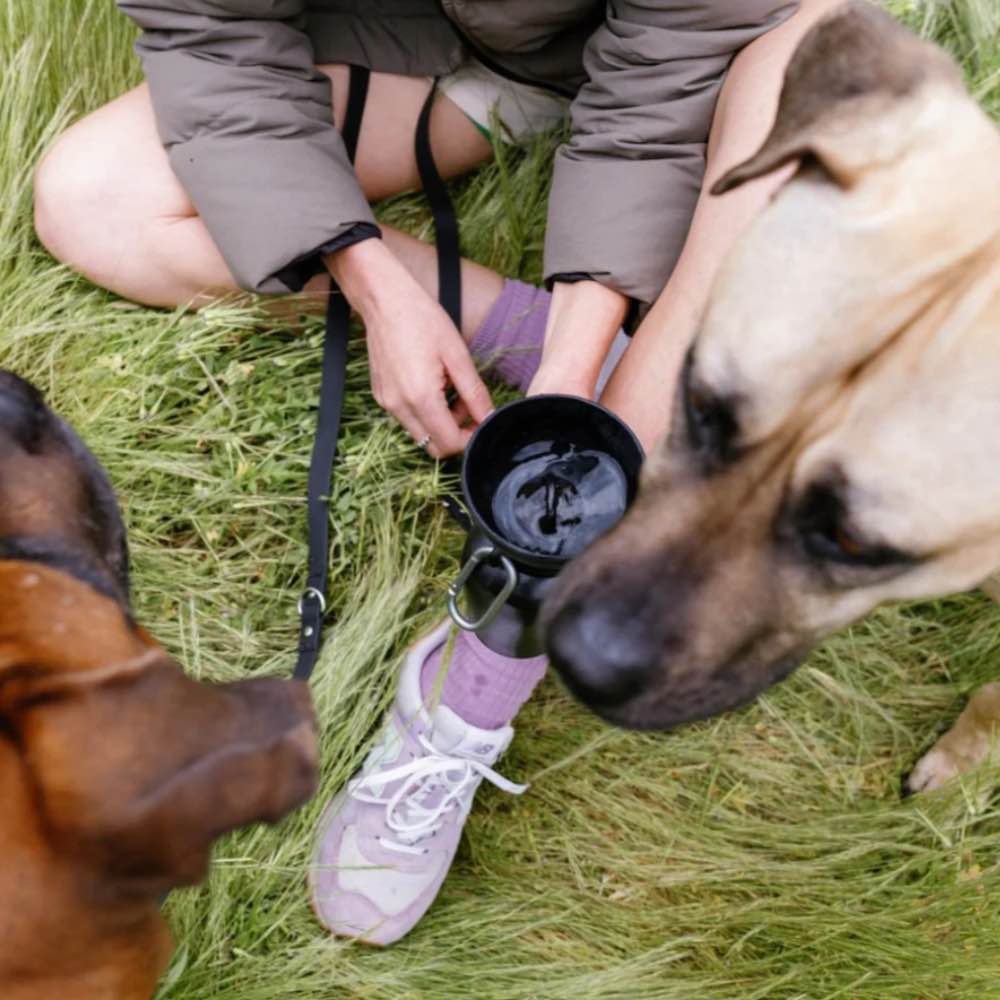 Springer Flip Dog Travel Water Bottle 590ml (Lilac)