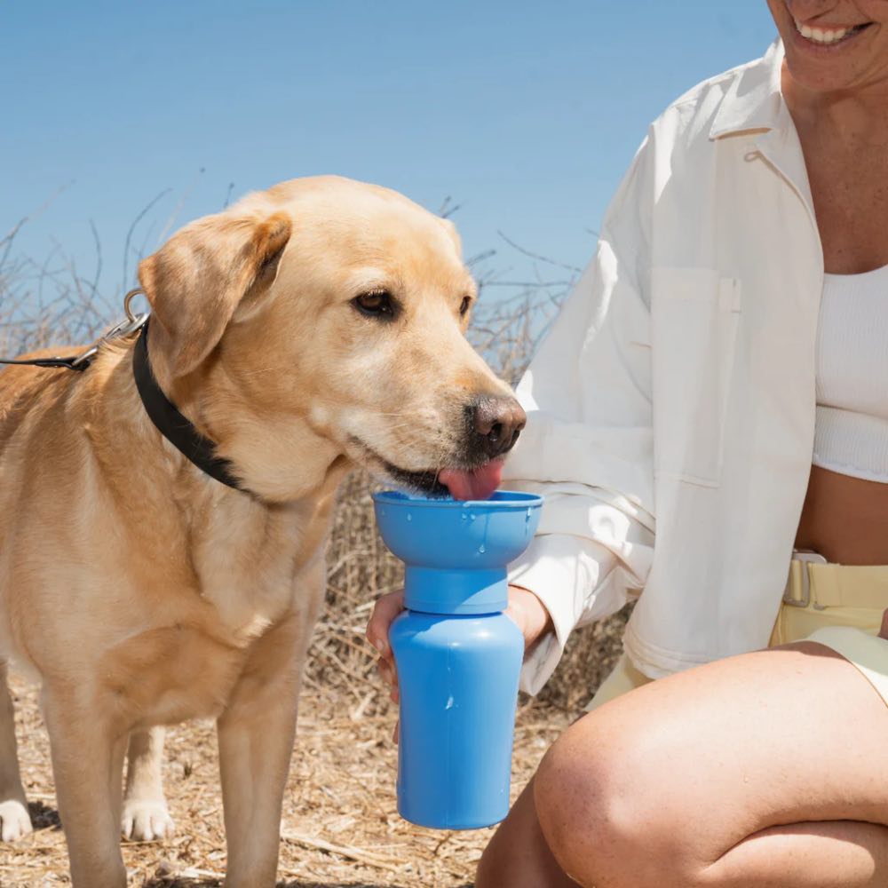 Springer Flip Dog Travel Water Bottle 590ml (Sky Blue)